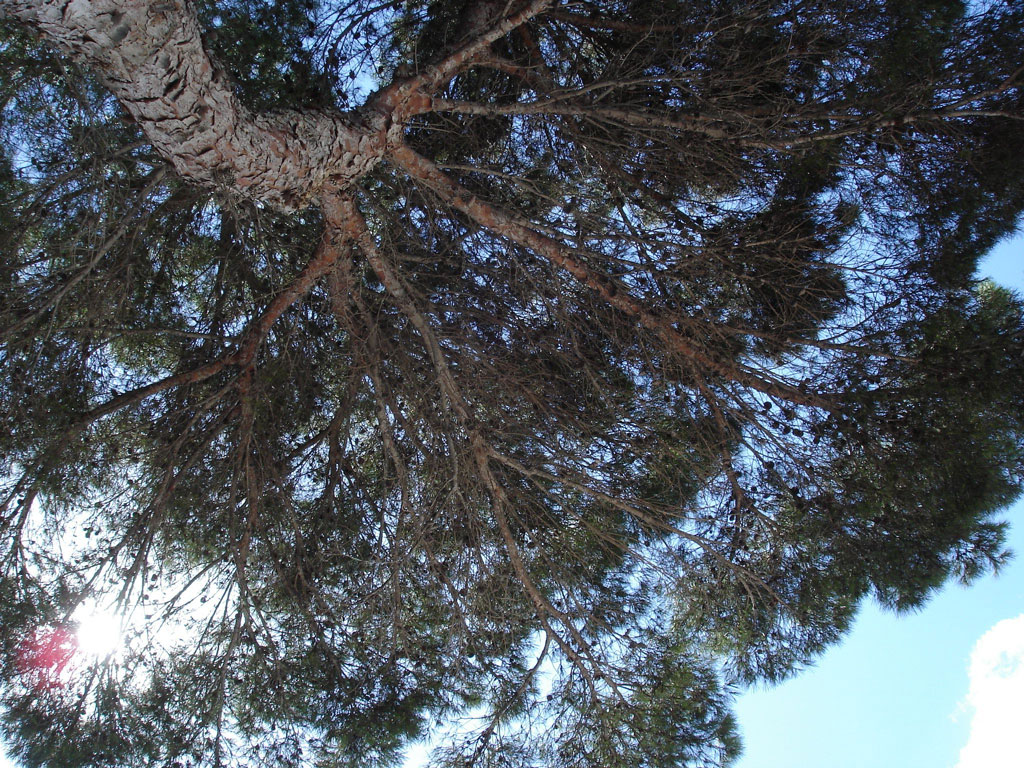 <h2>Captions 1</h2>
<h3>Baum</h3>